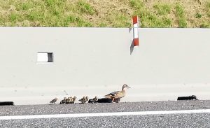 Salvataggio germani lungo A58-TEEM
