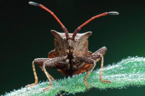 Cimice Asiatica
