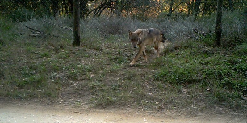 Fermo immagine di lupo tratta da video fototrappola