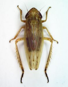 Psammotettix aspromontanus