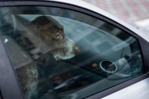 cane chiuso auto