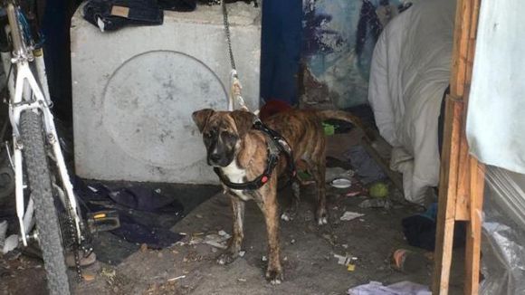 cane salvato polizia box rimini