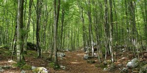 foresta-bosco-boschi-escursioni