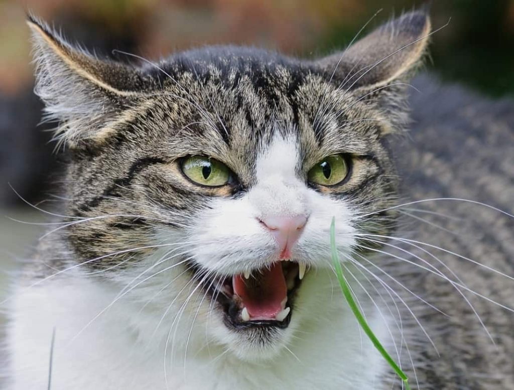 gatto