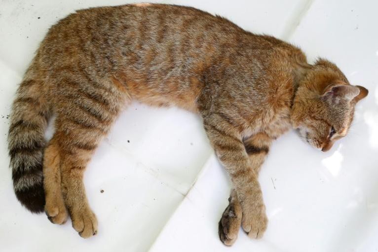 gatto-volpe
