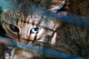 gatto-volpe