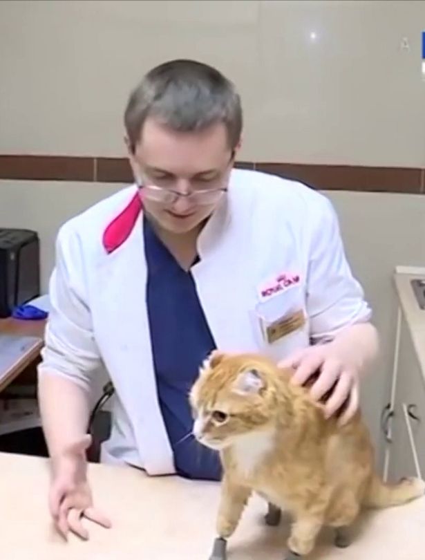 gatto zampe bioniche