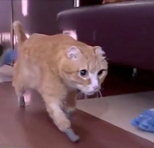 gatto zampe bioniche