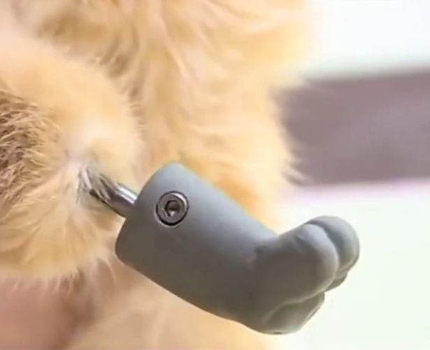 gatto zampe bioniche