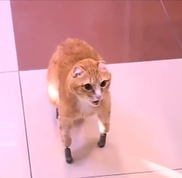 gatto zampe bioniche