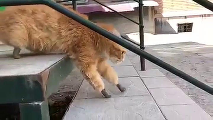 gatto zampe bioniche