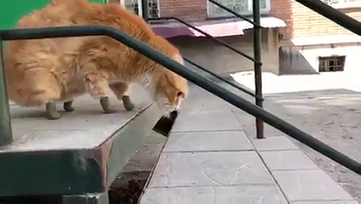 gatto zampe bioniche