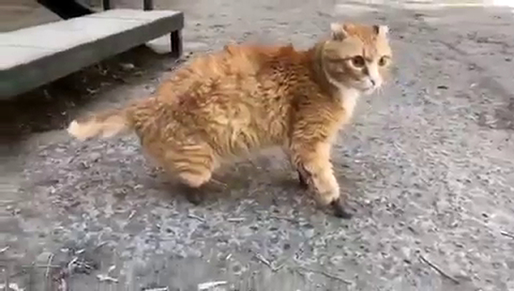 gatto zampe bioniche