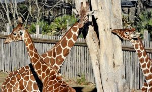 giraffe bioparco di Roma