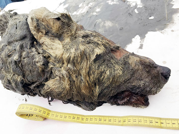 lupo era glaciale