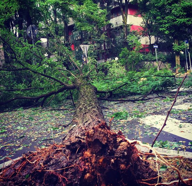 maltempo modena temporale albero