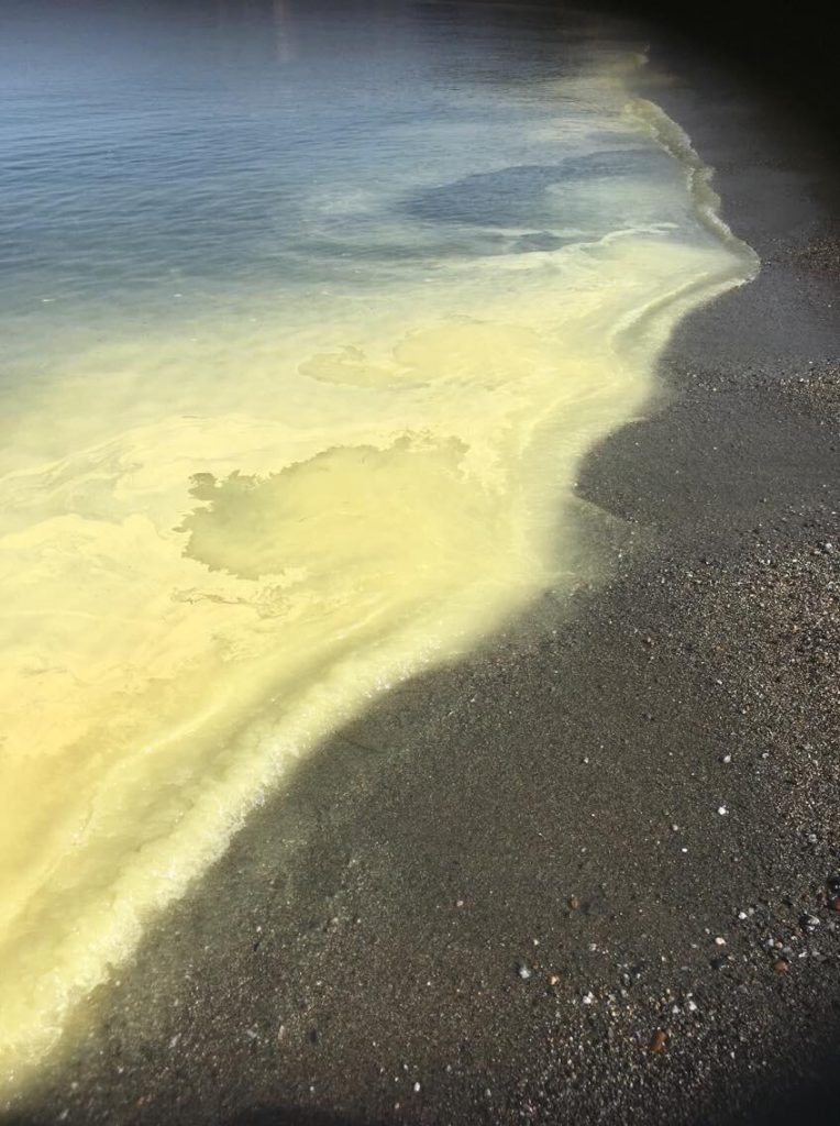 mare calabria polline