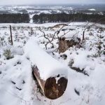 Meteo, rara nevicata in Queensland: lo “stato del sole” dell’Australia ricoperto di bianco [FOTO]