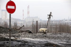 orso polare siberia