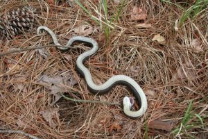serpente zombie 