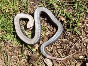 serpente zombie