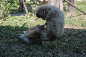 Gibbone Parco Zoo Farconara
