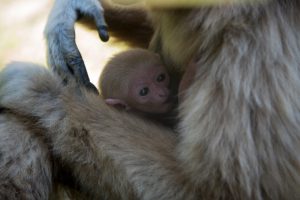 Gibbone Parco Zoo Farconara