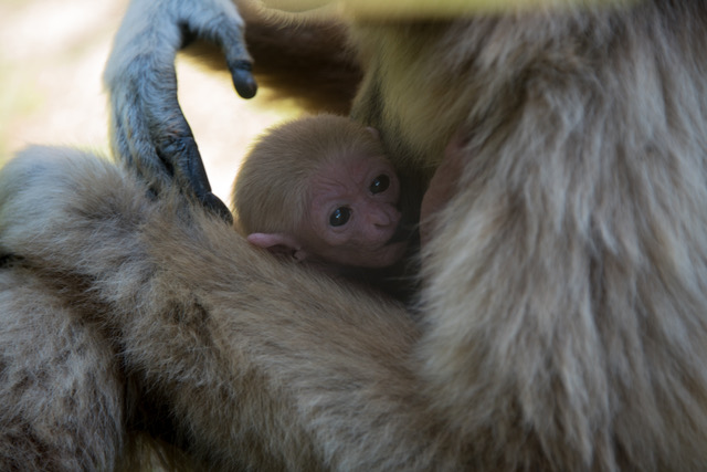 Gibbone Parco Zoo Farconara