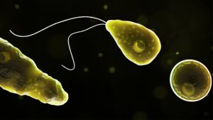 Naegleria fowleri ameba mangia cervello