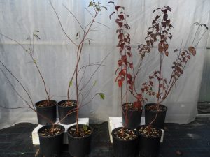 Prunus a foglie rosse e verdi