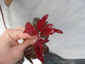 Prunus a foglie rosse e verdi