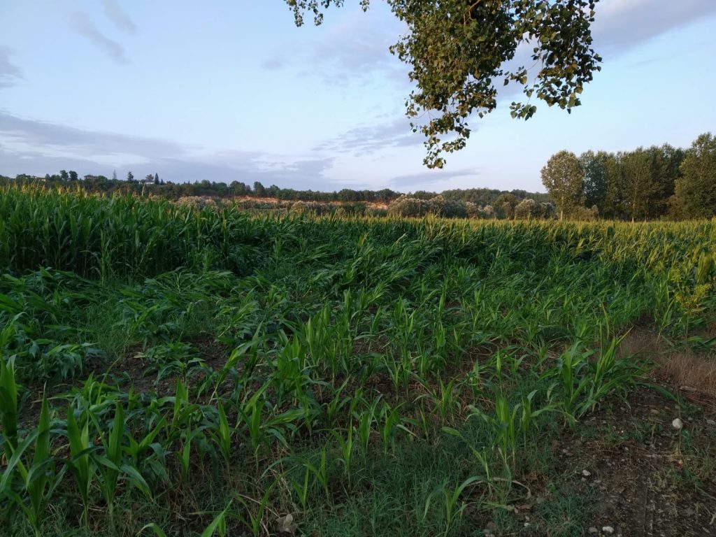 Una piantagione di mais a Castello di Annone danneggiata dal nubifragio e dalla presenza della "Diabrotica"