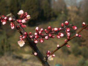 fioritura albicocco