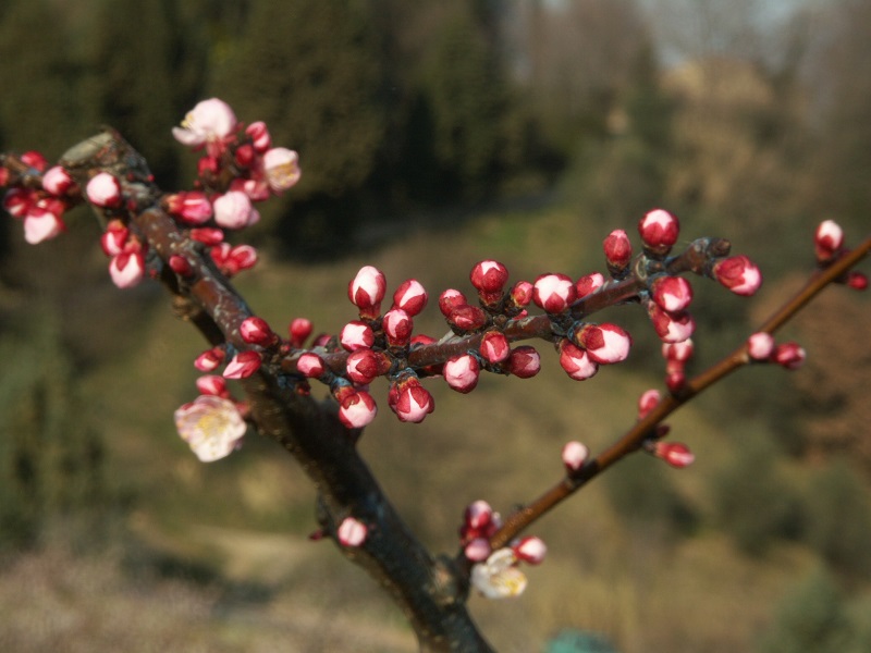 fioritura albicocco