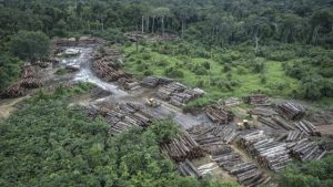 amazzonia deforestazione