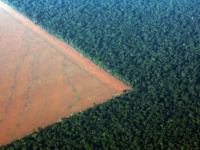 amazzonia deforestazione brasile
