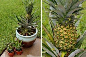 ananas