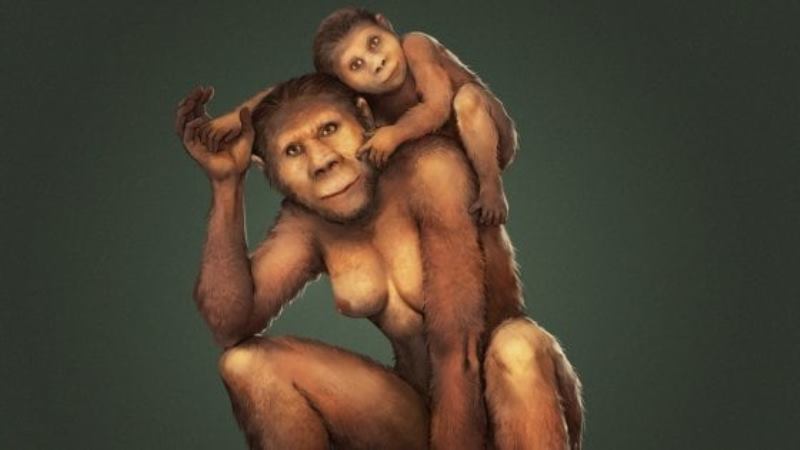 australopithecus