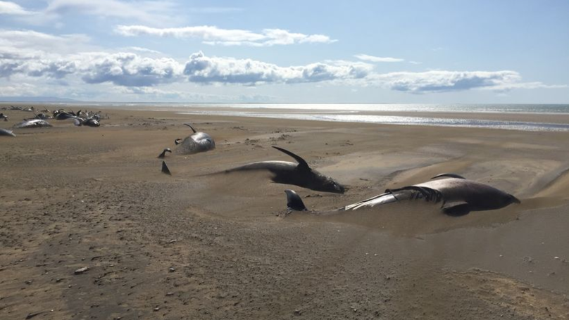 balene spiaggiate islanda