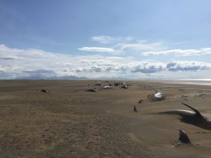 balene spiaggiate islanda