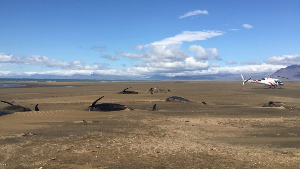 balene spiaggiate islanda
