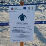 Meraviglioso in Calabria: un altro nido di tartaruga marina, si attende la schiusa delle uova [FOTO]
