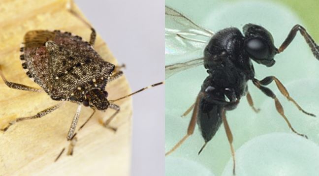 cimice asiatica vespa samurai