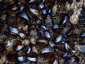 cozze caldo california