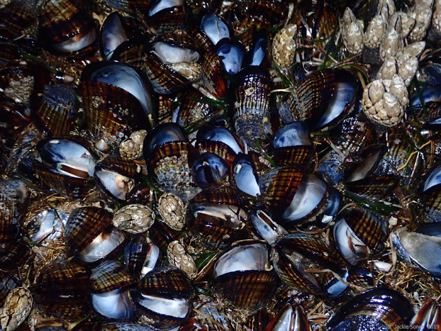 cozze caldo california