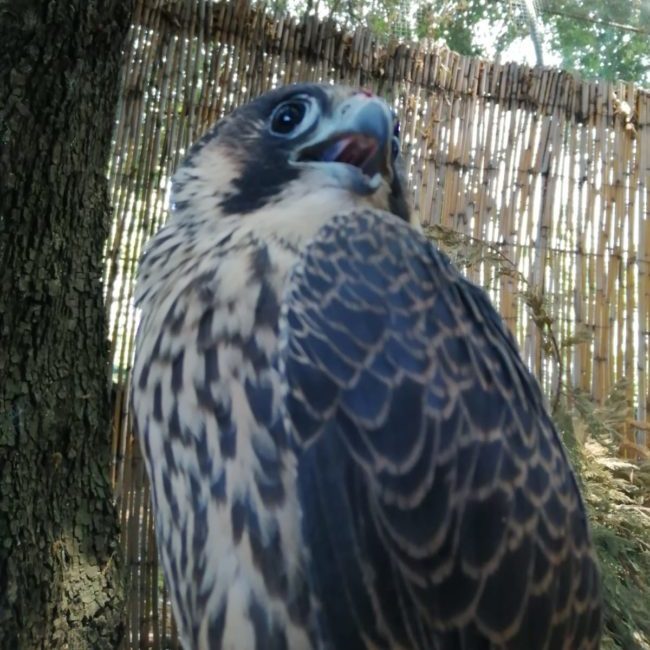 falco pellegrino partenope