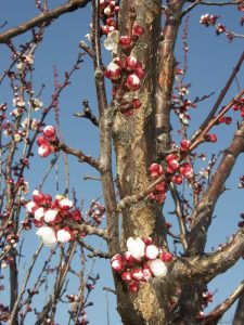 fioritura albicocco