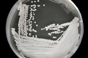 fungo killer candida auris