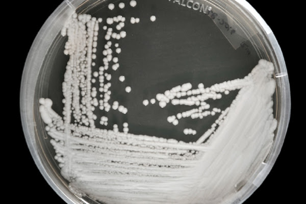 fungo killer candida auris