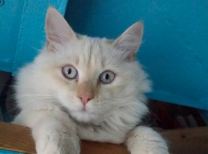 gatto Gran Bretagna